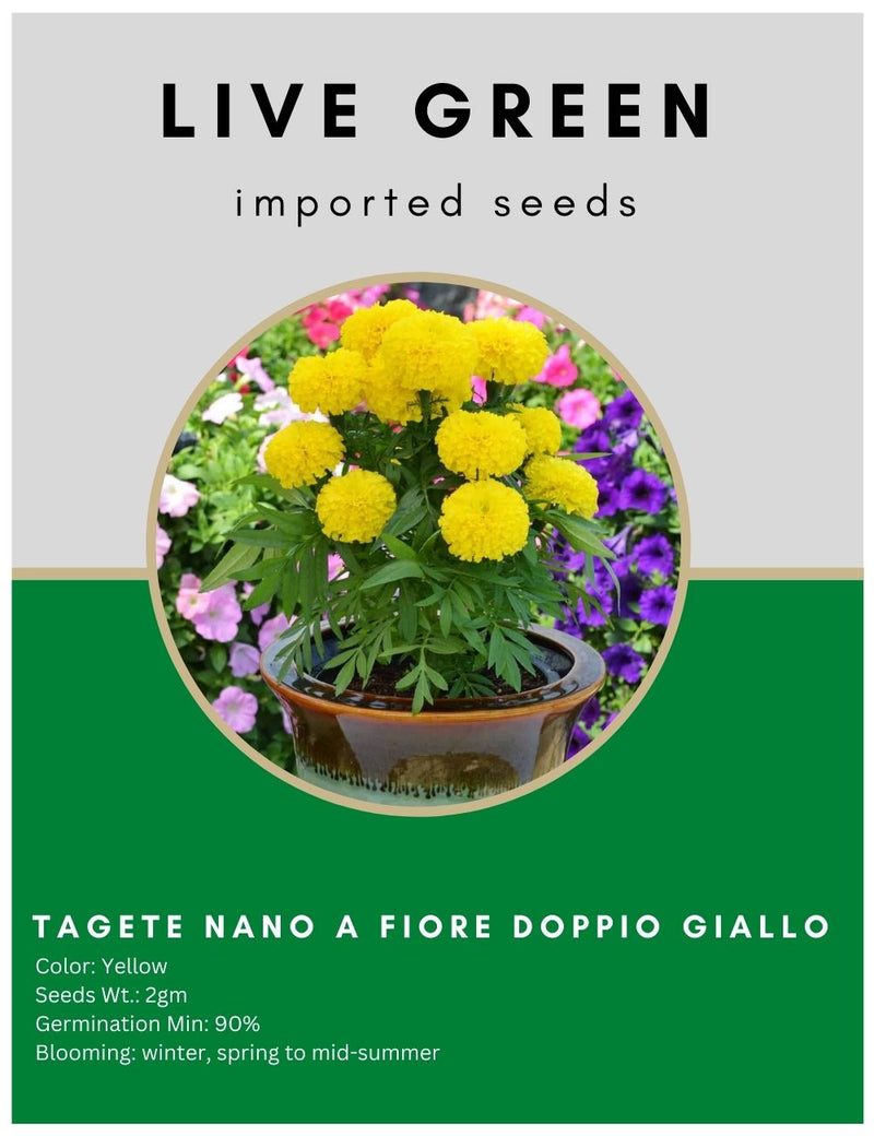Live Green Imported Seeds - Marigold Yellow Tagete Nano Fiori Doppio Giallo Flower Seeds for all Season - Pack of 2gm Seeds