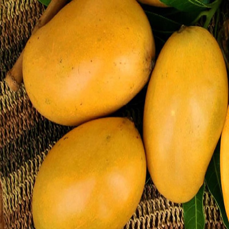 Mango mallika plant