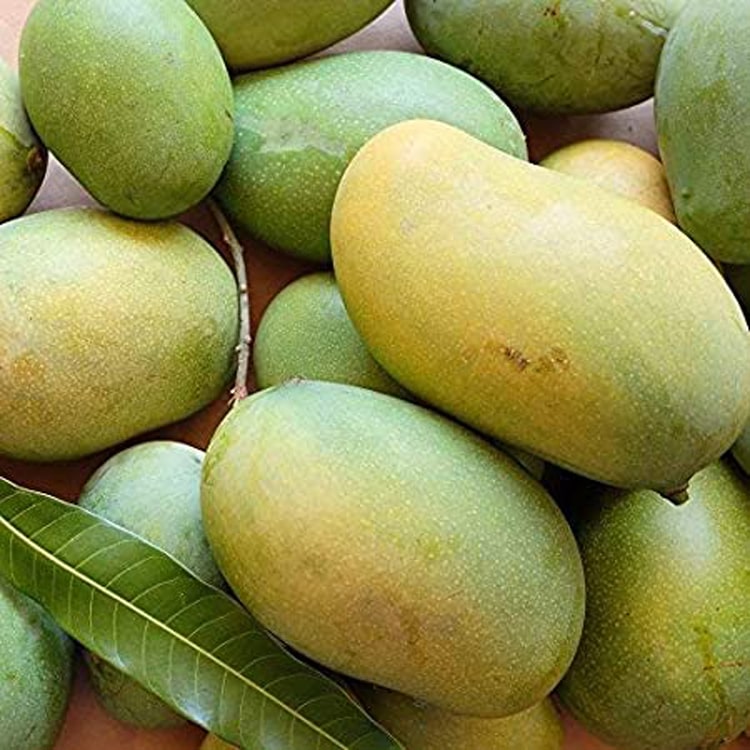 Mango mallika fruit plant