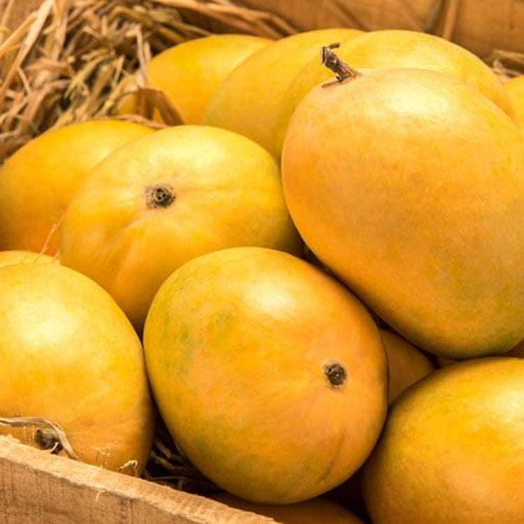 Mango alphonso fruit