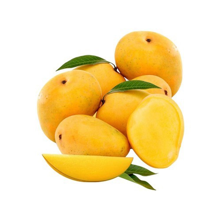 Mango alphonso plant