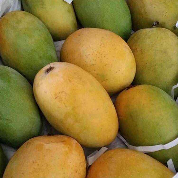 Mango alphonso fruit plants