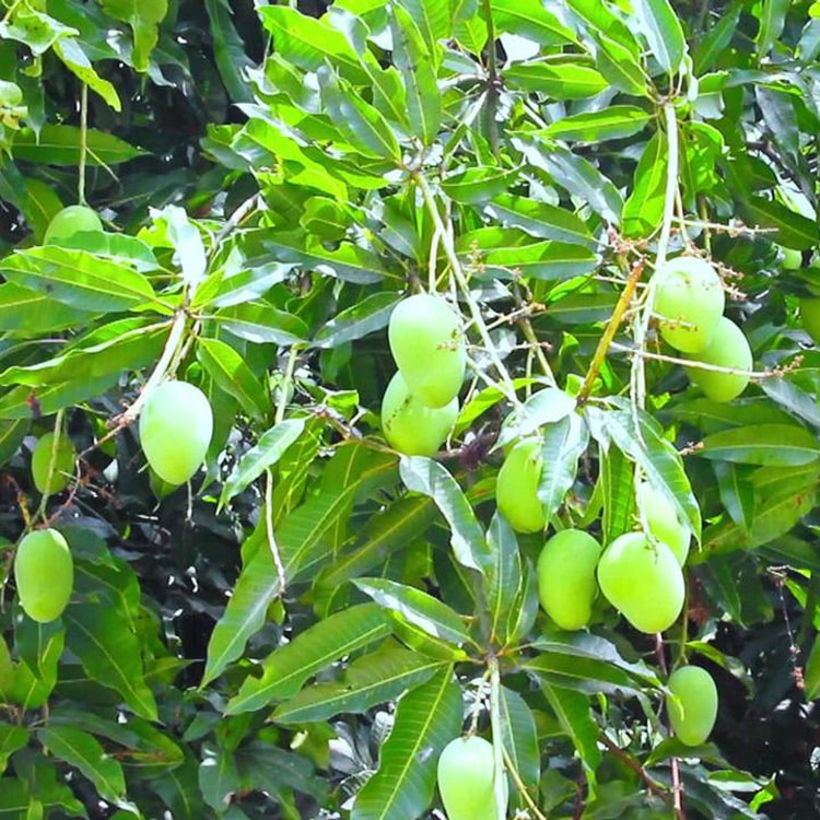 Mango pedda rasam plant