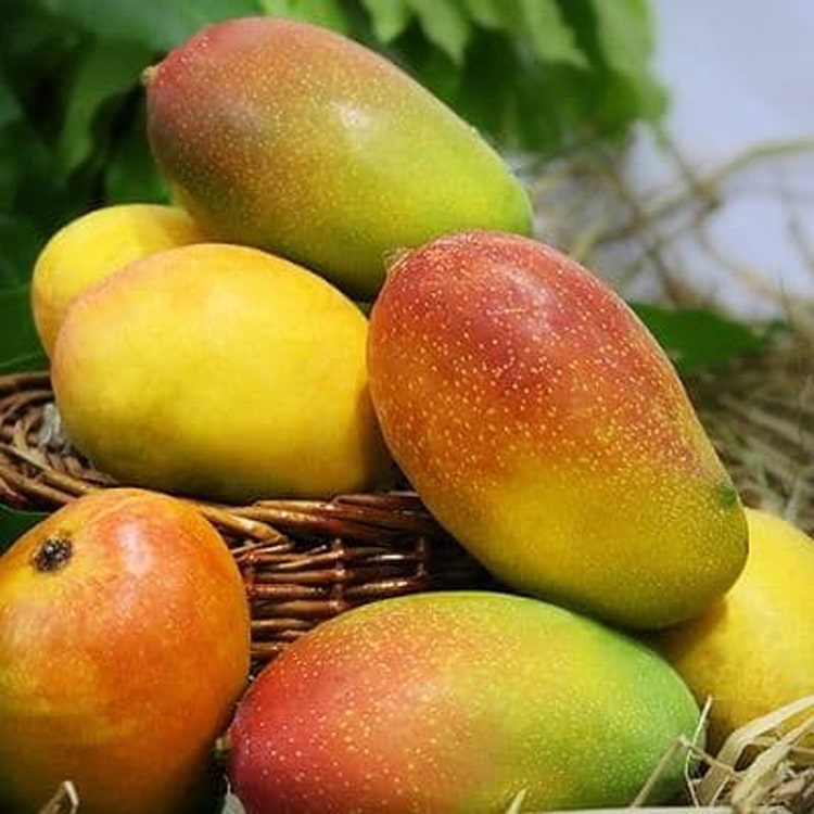Mango suvarnarekha fruit