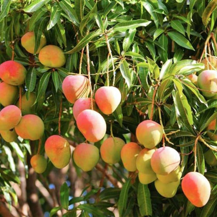 Mango suvarnarekha fruit plant