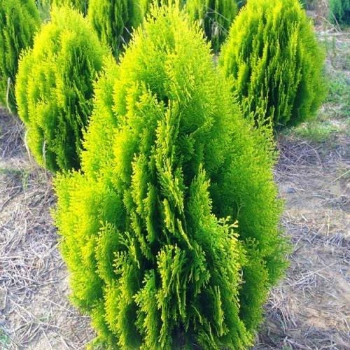 Morpankhi Thuja Compacta Indoor & Outdoor Plants Air Purifier Plant For Home And Office.