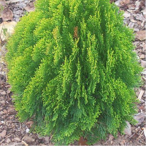 Morpankhi Thuja Compacta Indoor & Outdoor Plants Air Purifier Plant For Home And Office.