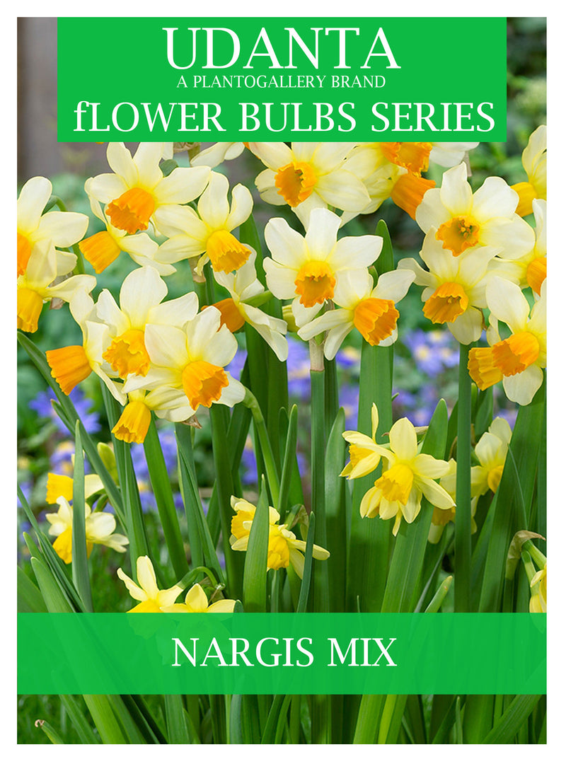 Nargis Mix Flower Bulbs Pack Of 15 For Summer Season By Plantogallery