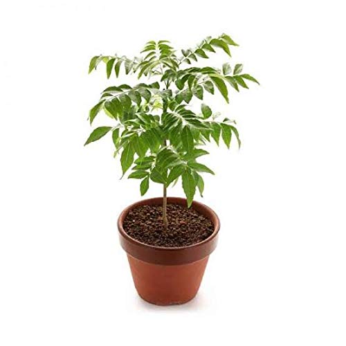 Neem Plant (Bakain Neem) Medicine Plant