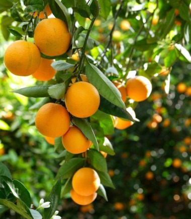 orange-tree-by-udanta