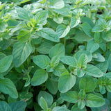 Oregano Herb Plant