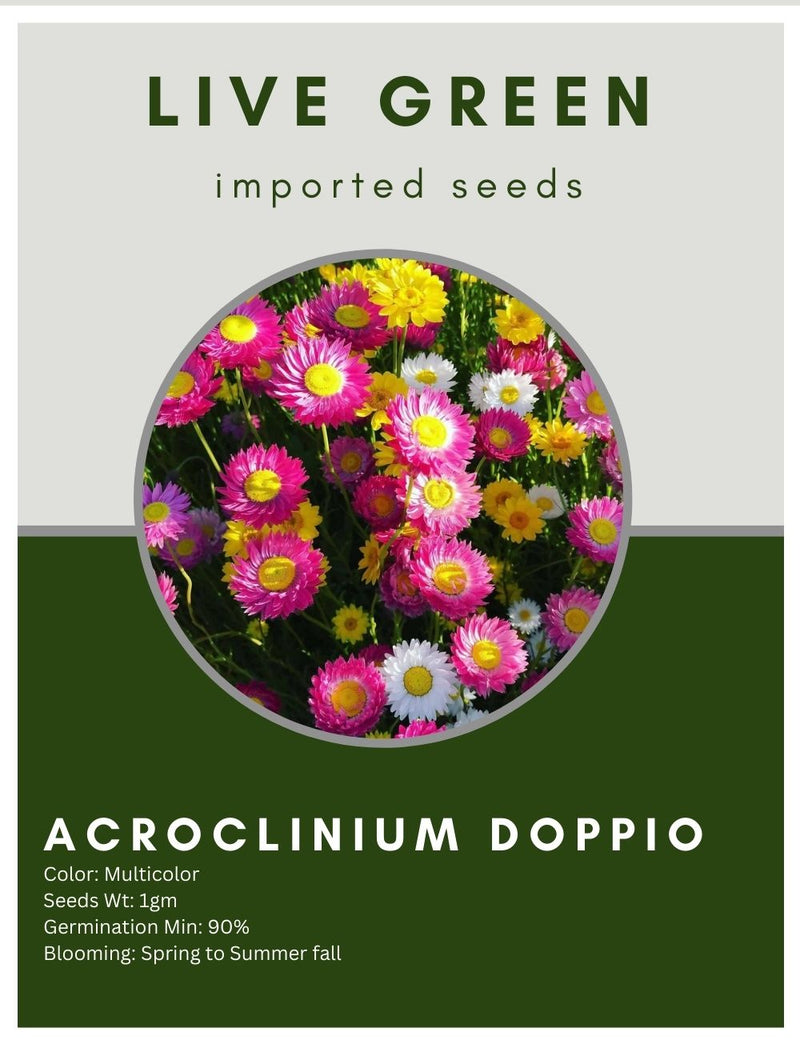 Live Green Imported Seeds - Acroclinium Mix Pepper Flower Seeds - Pack of 1gm Seeds