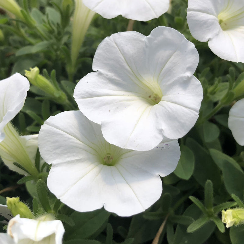 white-petunia-f1-hybrid-seeds