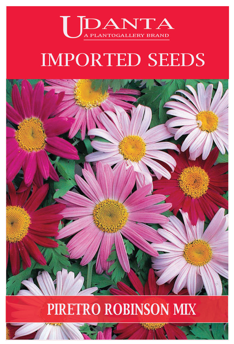 piretro-flower-seeds