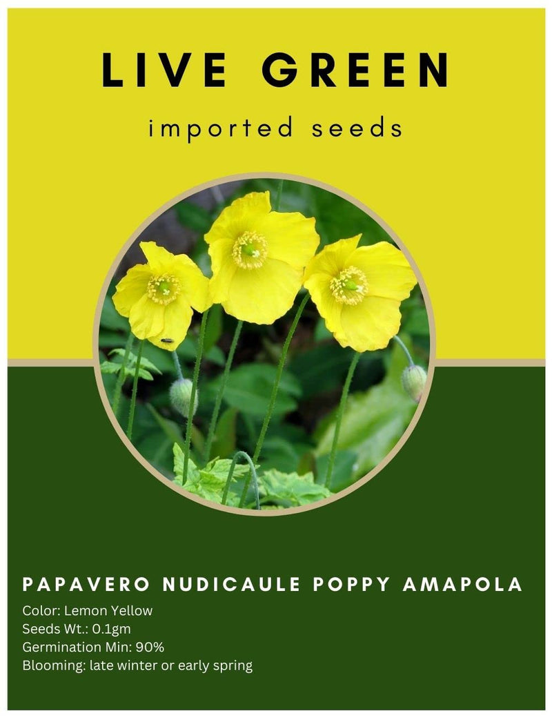 Live Green Imported Seeds - Papavero Nudicaule Lemon Yellow Poppy Amapola Flower Seeds - Pack of 0.1gm