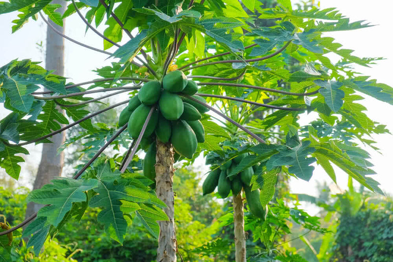 Papaya Fruit Plant by udanta