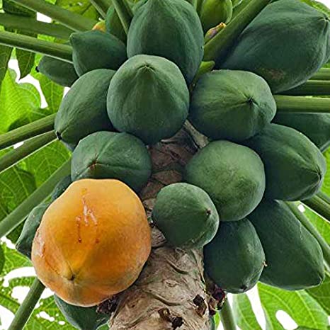 papaya-fruit-plant-by-udanta