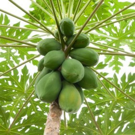 fruit-plant-papaya-by-udanta