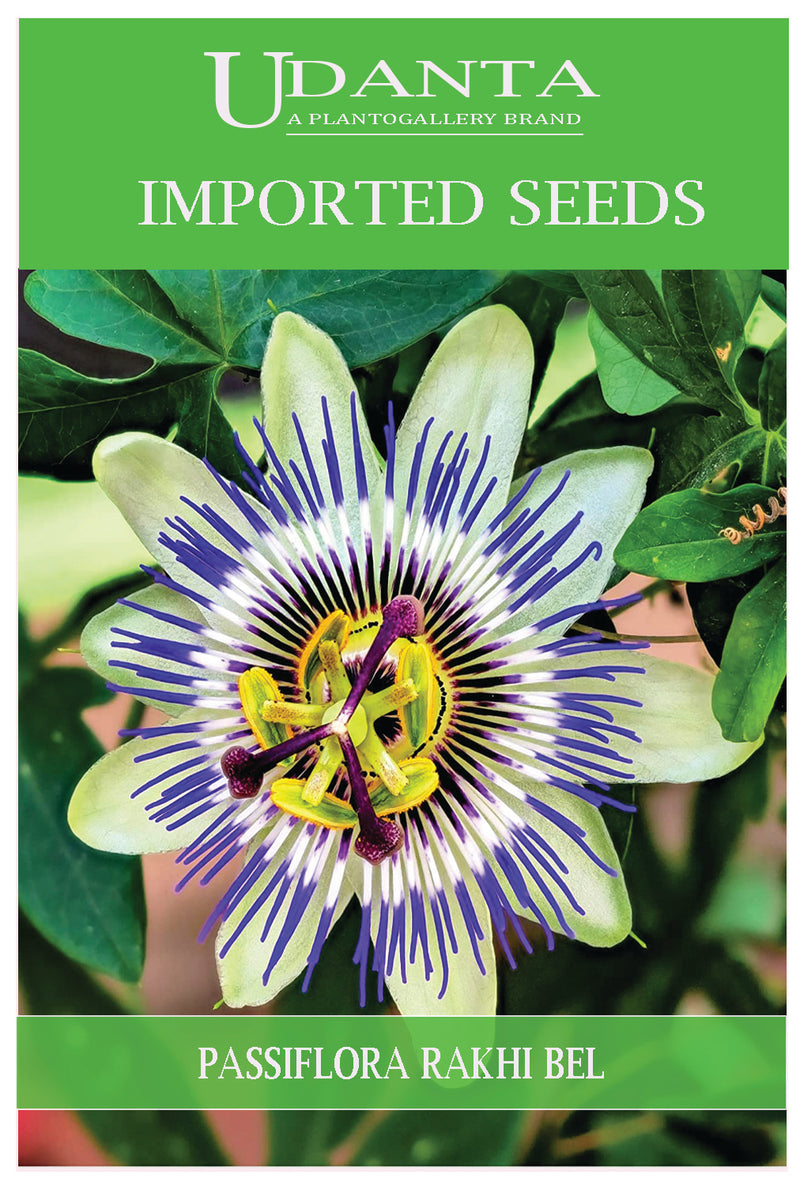 Udanta Imported Flower Seeds - Rakhibel Passiflora Climbing Flower Seeds For All Season - Qty 0.75Gm