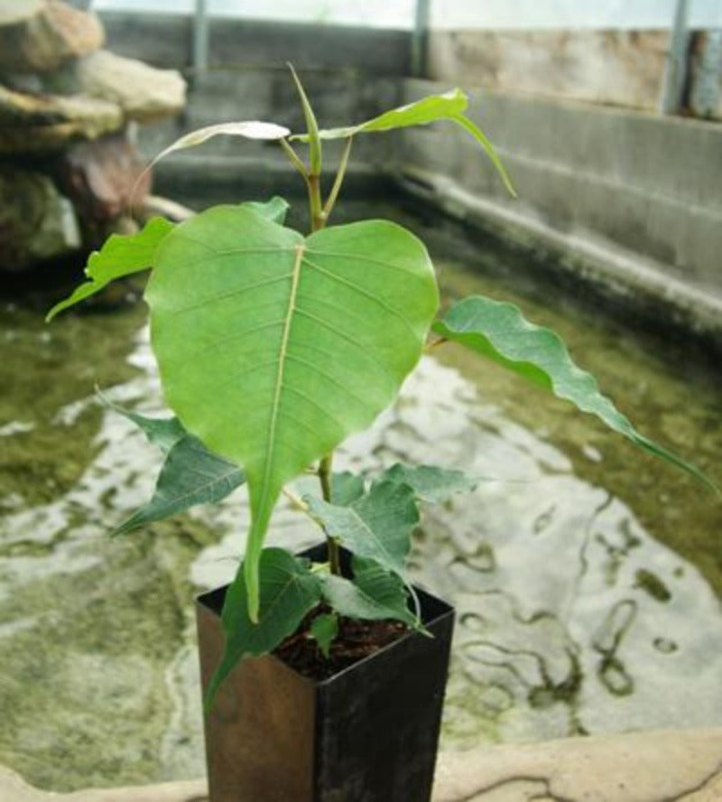 Peepal Sacred Fig Medicine Plant