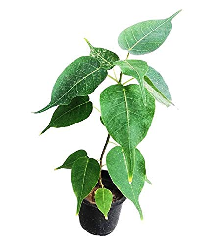 Peepal Sacred Fig Medicine Plant