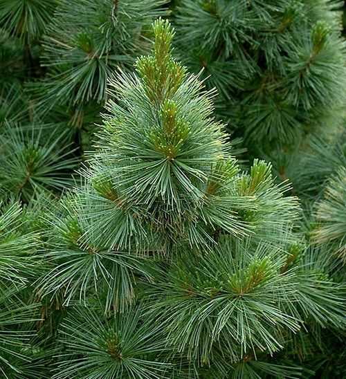 Pine Tree (Cheed) Indoor And Outdoor Plant Air Purifier Plant For Home And Office.