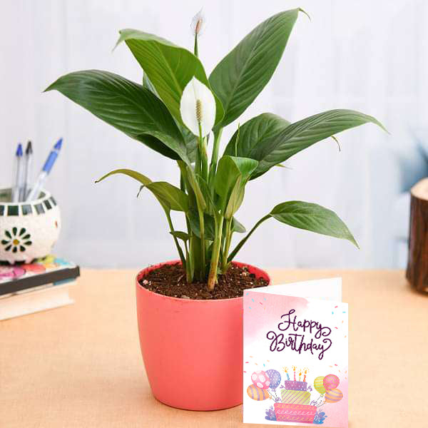 Personalized Birthday Card & Peace Lily Indoor Plant In Pot For Birthday Gift  By Plantogallery