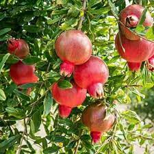 Pomegranate Tree Anar Grafted Plant