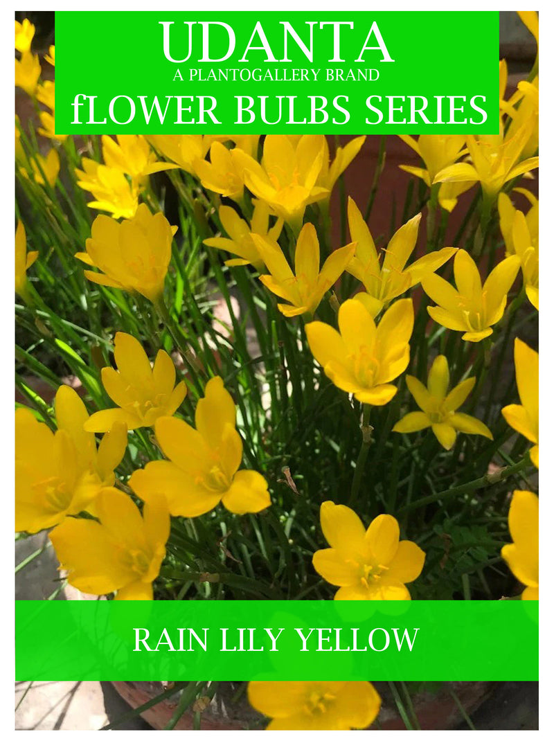 Rain Lilly Fresh Flower Bulbs Pack Of 2 For Home Gardening By Plantogallery