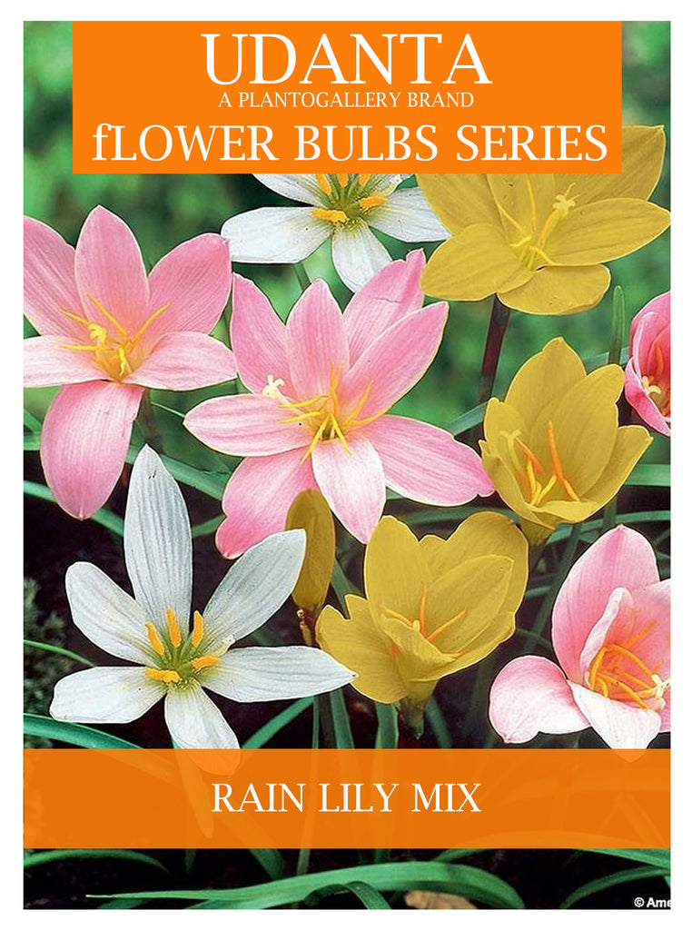 Rain lily/Zephyranthes Mixed Colour Flower Bulbs - Pack of 10 Bulbs By Plantogallery