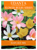 Rain lily/Zephyranthes Mixed Colour Flower Bulbs - Pack of 10 Bulbs By Plantogallery