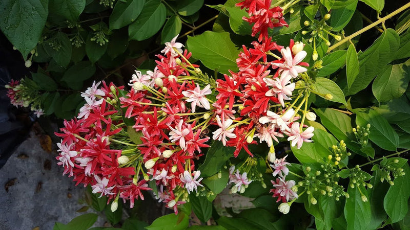 Madhu Malti Flower Plant