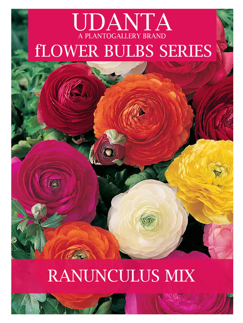 Plantogallery Ranunculus / Buttercups | Flower Bulb | Elegant Flower Bulb |Pack of 5 Bulbs | Multicolor