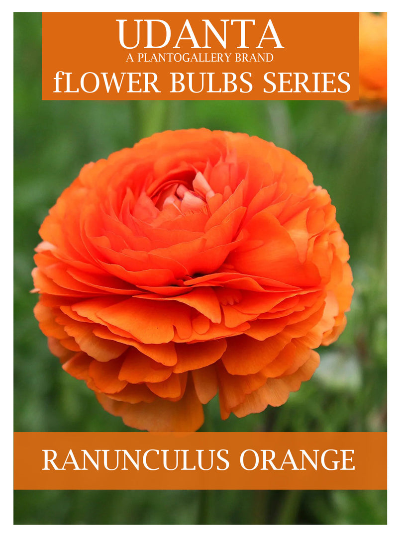 Ranunculus Orange Color Double Flower Bulbs - Pack of 5 Bulbs By Plantogallery