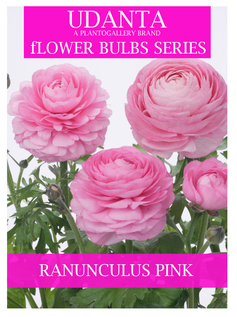 Plantogallery Ranunculus Pink Color Double Flower Bulbs - Pack of 5 Bulbs