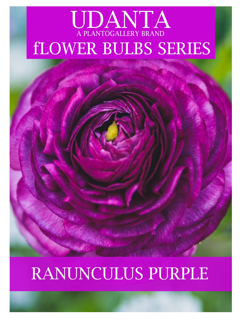 Ranunculus Purple Color Double Flower Bulbs - Pack of 5 Bulbs By Plantogallery