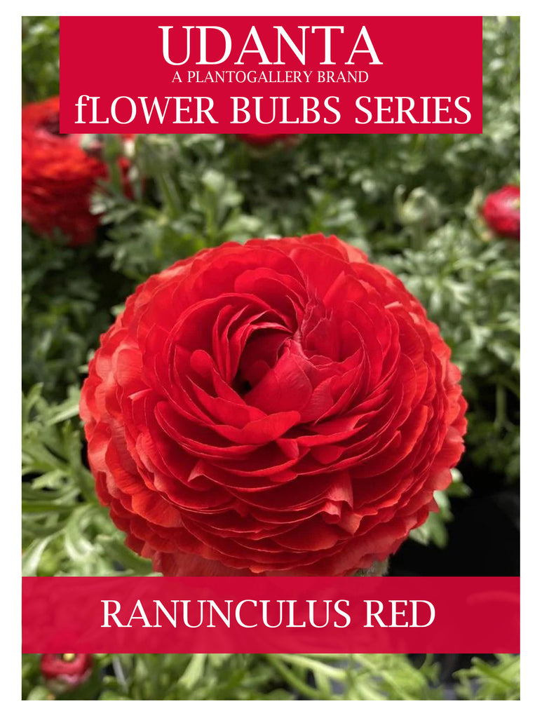 Ranunculus Red Color Double Flower Bulbs - Pack of 5 Bulbs By Plantogallery