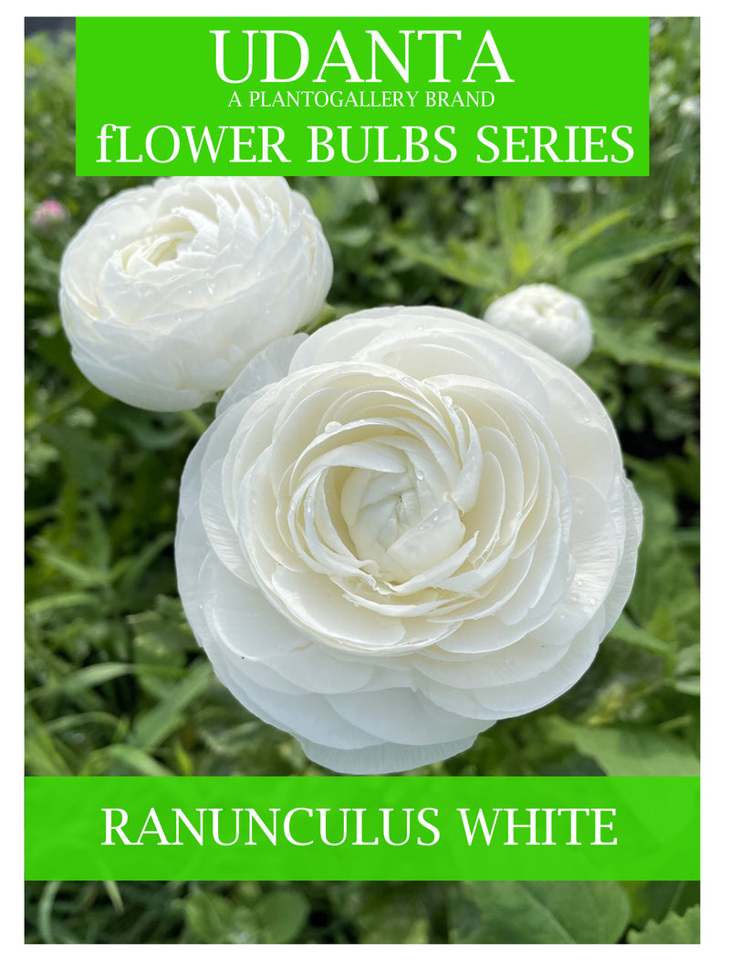 Ranunculus White Color Double Flower Bulbs - Pack of 5 Bulbs By Plantogallery