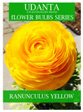 Plantogallery Ranunculus Double Yellow Flower Hybrid Important Flower Bulbs For Planting - Pack of 5 Bulbs