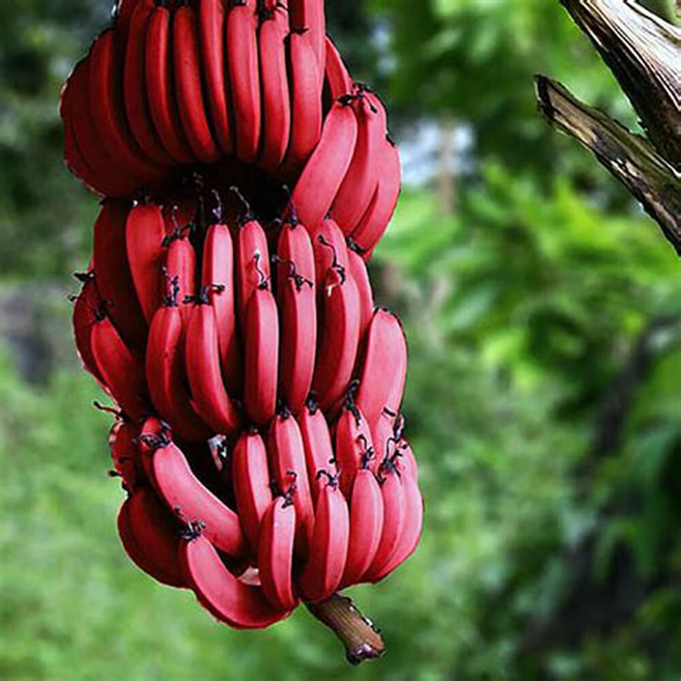 Red banana