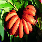 Red banana fruits