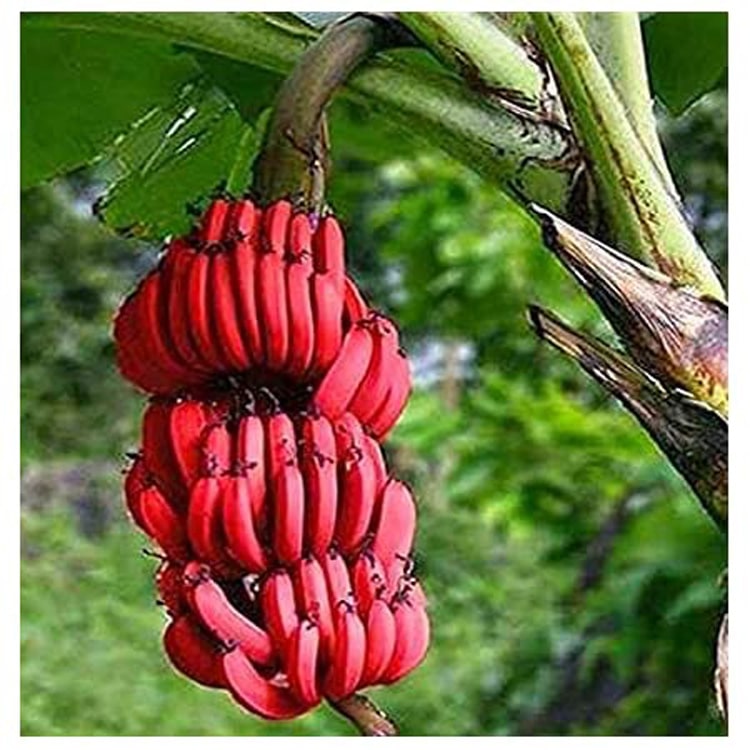 Red banana plants