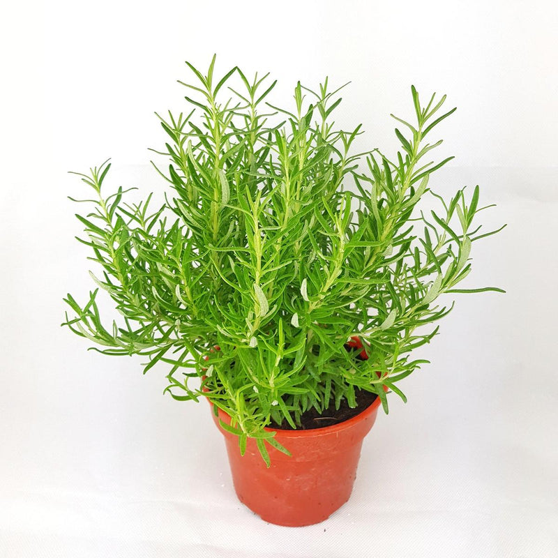 Rosemary Medicine Plant