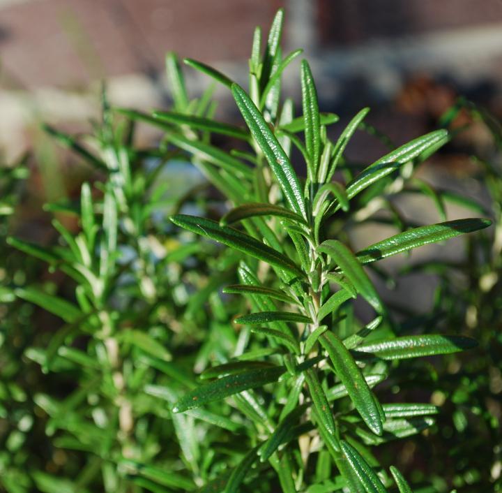 Rosemary Medicine Plant
