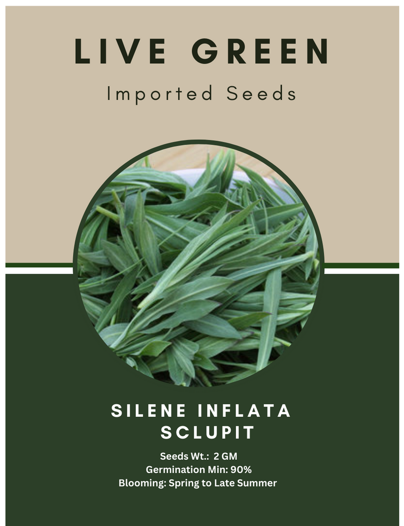 Live Green Imported Seeds - Silene Inflata Sclupit Exotic Herb Seeds - Pack of 2gm Seeds