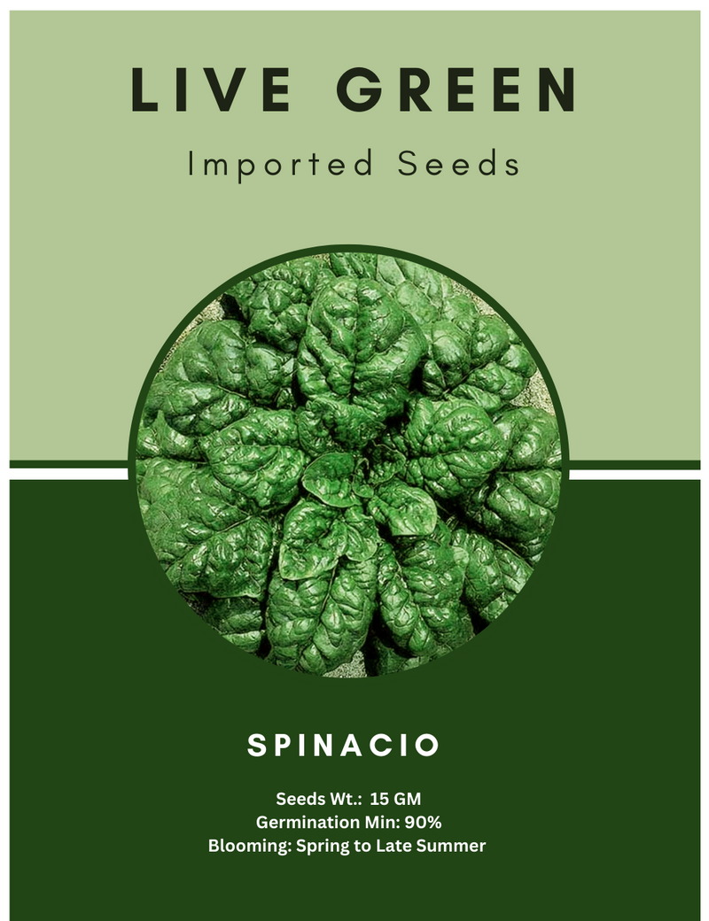 Live Green Imported Seeds - Spinacio Americ New Variety Palak Vegetable Seeds - Pack of 15gm Seeds