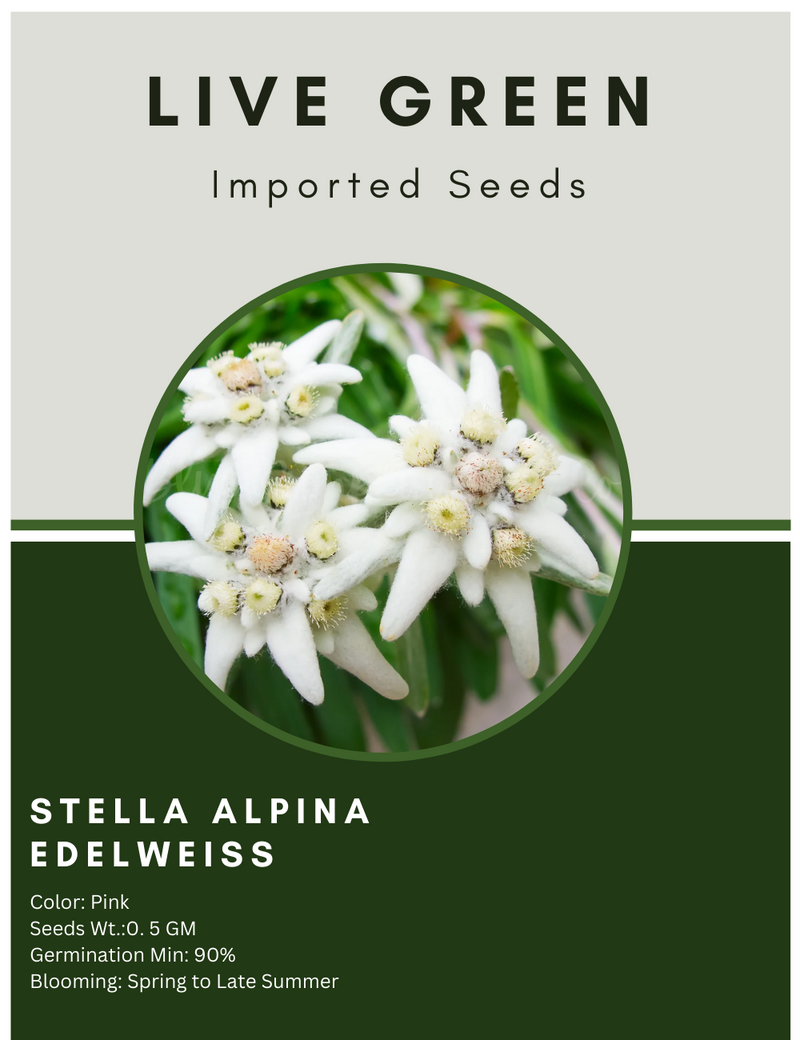 Live Green Imported Seeds - Stella Alpina Edelweiss Flower Seeds for Perennial Gardening Rare Variety - Pack of 0.25gm Seeds