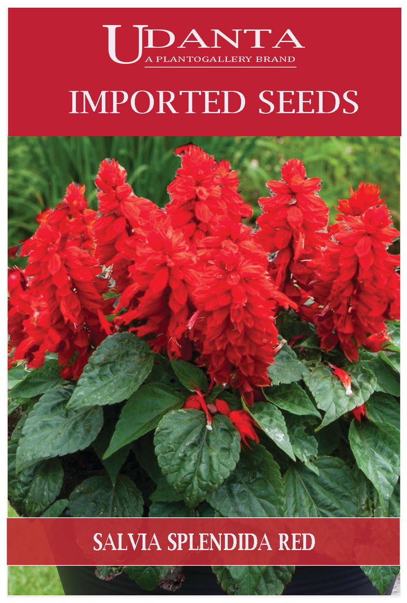 Udanta Imported Flower Seeds - Salvia Splendida Nana Incendio Flower Seeds For Winter Gardening - Qty 0.5Gm (Red)