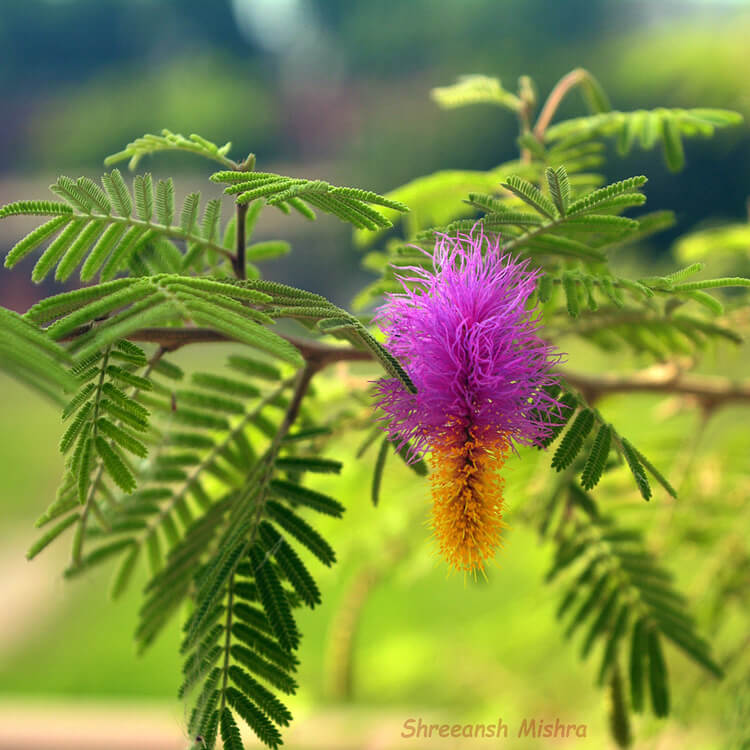 Shami Plant (Khejri Tree) Medicine Plant