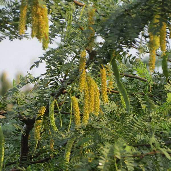 Shami Plant (Khejri Tree) Medicine Plant